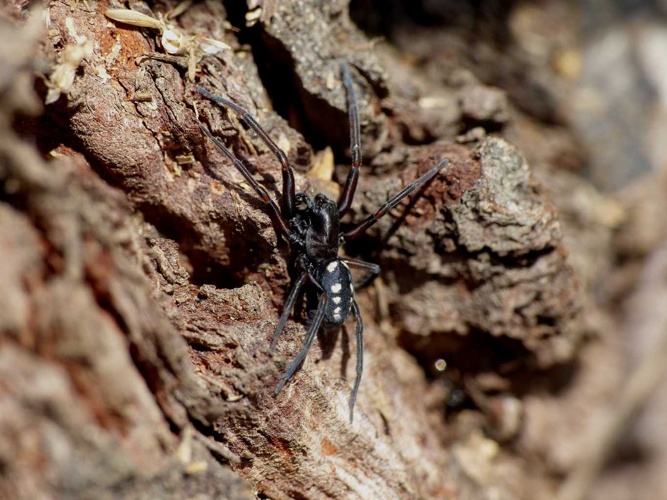 Coppia di Nurscia albomaculata - S. Teresa G. (OT)